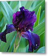 Dark Purple Iris Metal Print