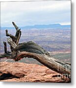 Dead Tree At Canyonland Park Metal Print