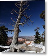 Dead Tree Over Bryce Canyon Metal Print