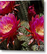 Deep Pink Cactus Flowers Metal Print