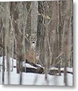 Deer In Woods Metal Print