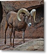Desert Bighorn Sheep Ram I Metal Print