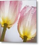 Dew On Tulips Metal Print