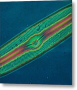 Diatom Metal Print