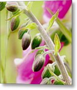 Discussing When To Bloom Metal Print