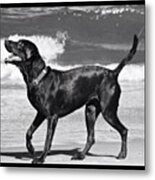 #dog #ocean #beach #lab #black #animal Metal Print