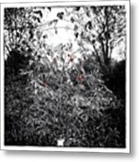 Dog-rose #rose #dog #briar #autumn Metal Print