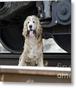 Dog Under A Train Wagon Metal Print