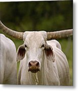 Domestic Cattle Bos Taurus Group Round Metal Print