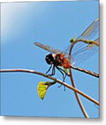 Dragonfly On A Vine Metal Print