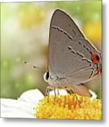 Dreamy Hairstreak Butterfly Metal Print