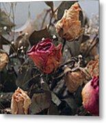 Dried Roses Metal Print