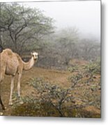 Dromedary Camel In Cloud Forest Hawf Metal Print