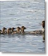 Duck And Ducklings Swimming In A Row Metal Print