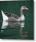 Duck On Water Metal Print