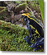 Dyeing Poison Frog In Rainforest Surinam Metal Print