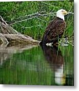 Eagle At Rest Metal Print