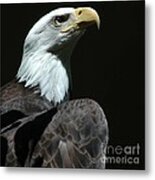 Eagle Metal Print