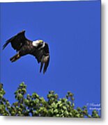 Eagle Over The Tree Top Metal Print