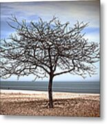 Early Spring Metal Print