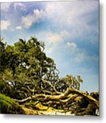 Easterly Metal Print