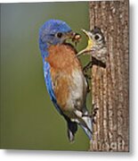 Eastern Bluebird Feeding Chick Metal Print