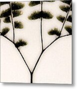 Eastern Influence Fern Metal Print