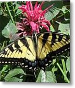 Eastern Yellowtail Butterfly Metal Print