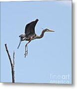 Easy Glider Two Metal Print