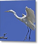 Egret Landing Metal Print