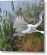 Egret's Flight Metal Print