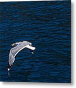 Elba Island - Flying For Food - Ph Enrico Pelos Metal Print