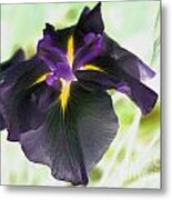 Electric Japanese Iris Metal Print