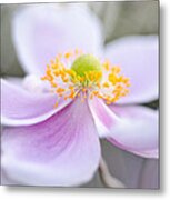 Elegant Anemone Metal Print