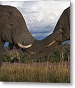 Elephant Caress Botswana Metal Print