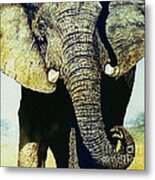 Elephant Close-up Metal Print