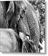 Elephant Ears Metal Print