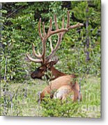 Elk In Jasper National Park Metal Print