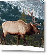 Elk In The Rockies Metal Print