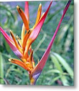 Enhanced Heliconia Metal Print