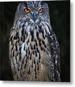 European Eagle Owl Metal Print