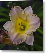 Evening Lily Metal Print