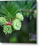 Evergreen Metal Print