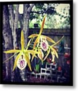 #exotic #orchid #exoticorchid Metal Print