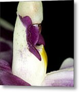 Exotic Orchid Flower Metal Print