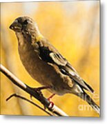 Fall Grosbeak Metal Print