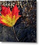 Fall Maple Leaf In Stream Metal Print