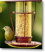 Female Cowbird On Feeder Metal Print