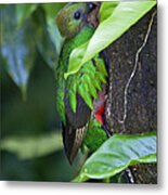 Female Quetzal At Nest Site Metal Print