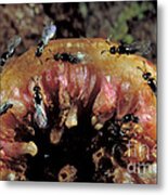 Fig Wasps Emerge From Fig Metal Print